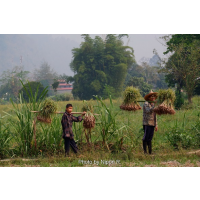 เดินเที่ยวไร่กระเทียม..ที่บ้านนาปลาจาด เดินเที่ยวไร่กระเทียม..ที่บ้านนาปลาจาด