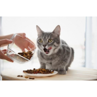 พาณิชย์-DITP ชี้เป้าส่งออก อาหารและผลิตภัณฑ์สำหรับสัตว์เลี้ยง เจาะตลาดฟิลิปปินส์ พาณิชย์-DITP ชี้เป้าส่งออก อาหารและผลิตภัณฑ์สำหรับสัตว์เลี้ยง เจาะตลาดฟิลิปปินส์