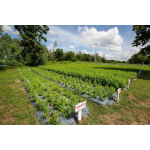 ���ͧ��ѧ��������¢��ǡ��ͧ������ҹ�Ҵ��ᴧ�վ����� 7-Eleven:  ����֡���ǡ���ҫվ���� �ҡ����Ԩ����¾ѹ��� �����һ�Ҕ ����þѲ�Ҥ�����蹤�-��������׹�ҧ����� ¡�дѺ�س�Ҿ���Ե�ɵá���